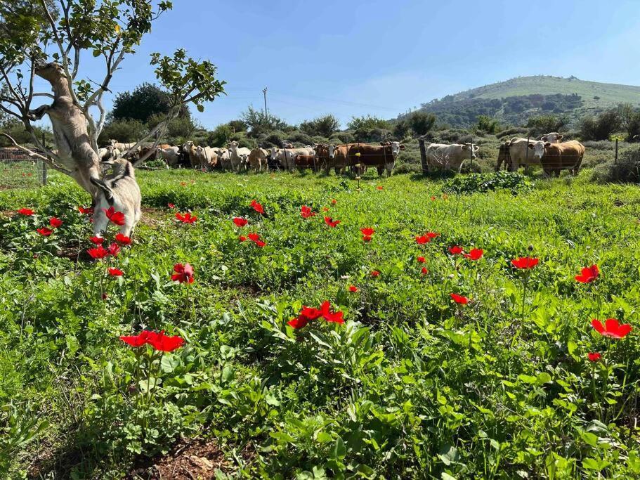 Villa אחוזת היניבים Yaniv Estate à Nurit Extérieur photo